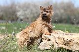 CAIRN TERRIER 239